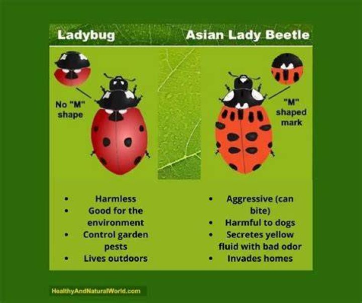 Are ladybugs good for vegetable gardens