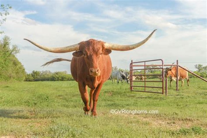 Are Texas Longhorns dangerous