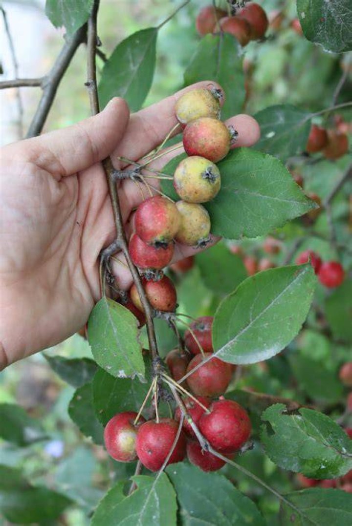 Are wild crab apples edible