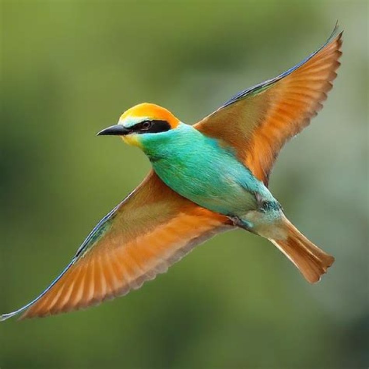 bird