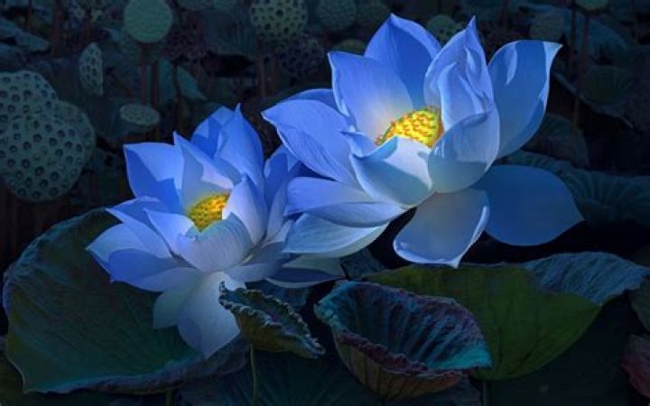 Blue Lotus