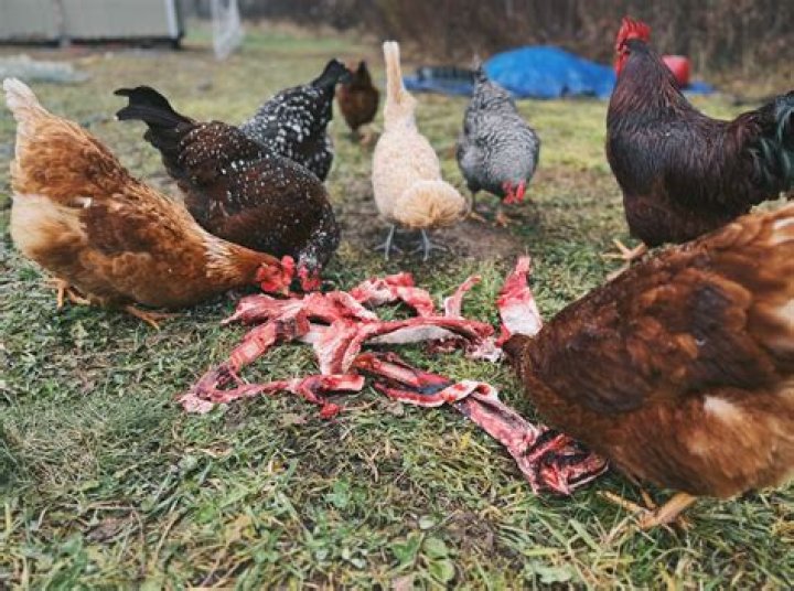 Can chickens have excess protein