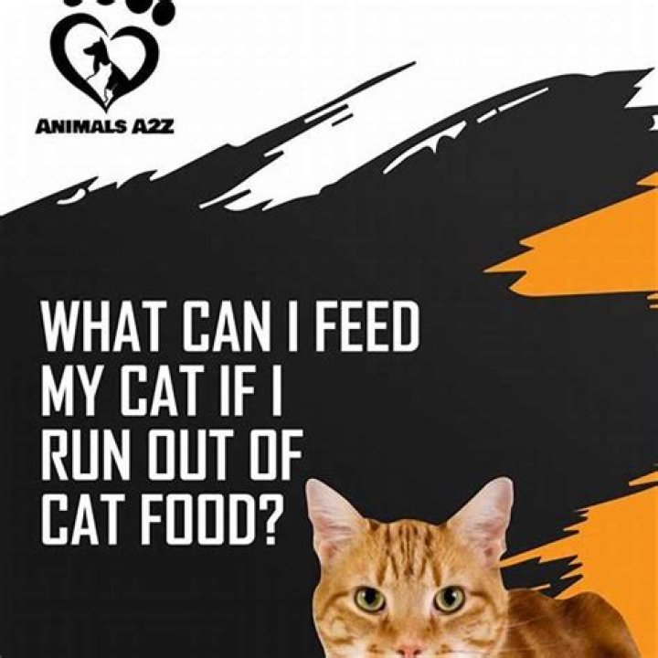 Can I give my cat electrolytes