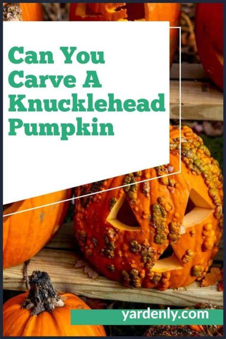 Can you eat knucklehead pumpkin