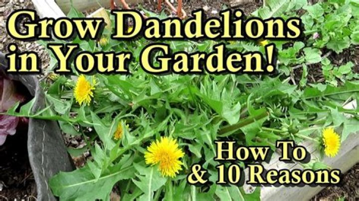 Can you make anything from dandelions?