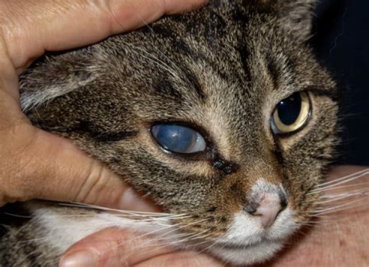 cat cloudy eye