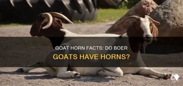Do Boer goats have horns