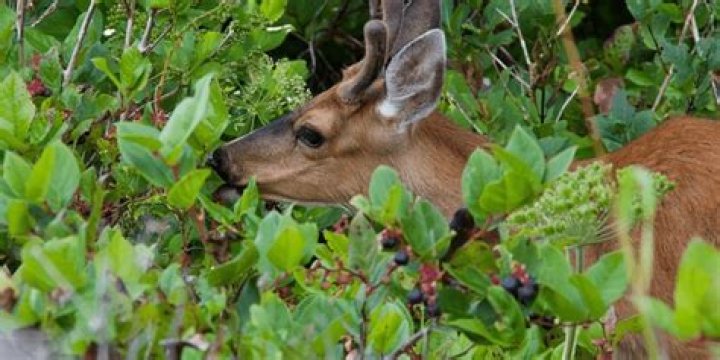 Do Deer Eat Aronia Berries