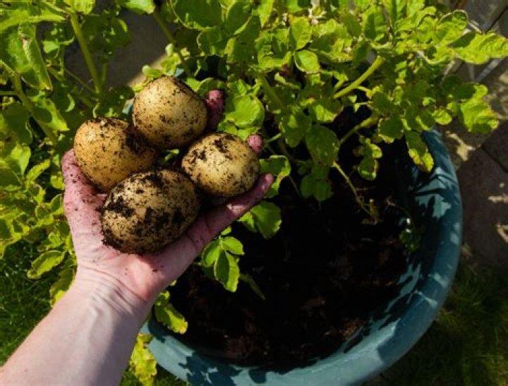 Do potatoes grow well in Florida?