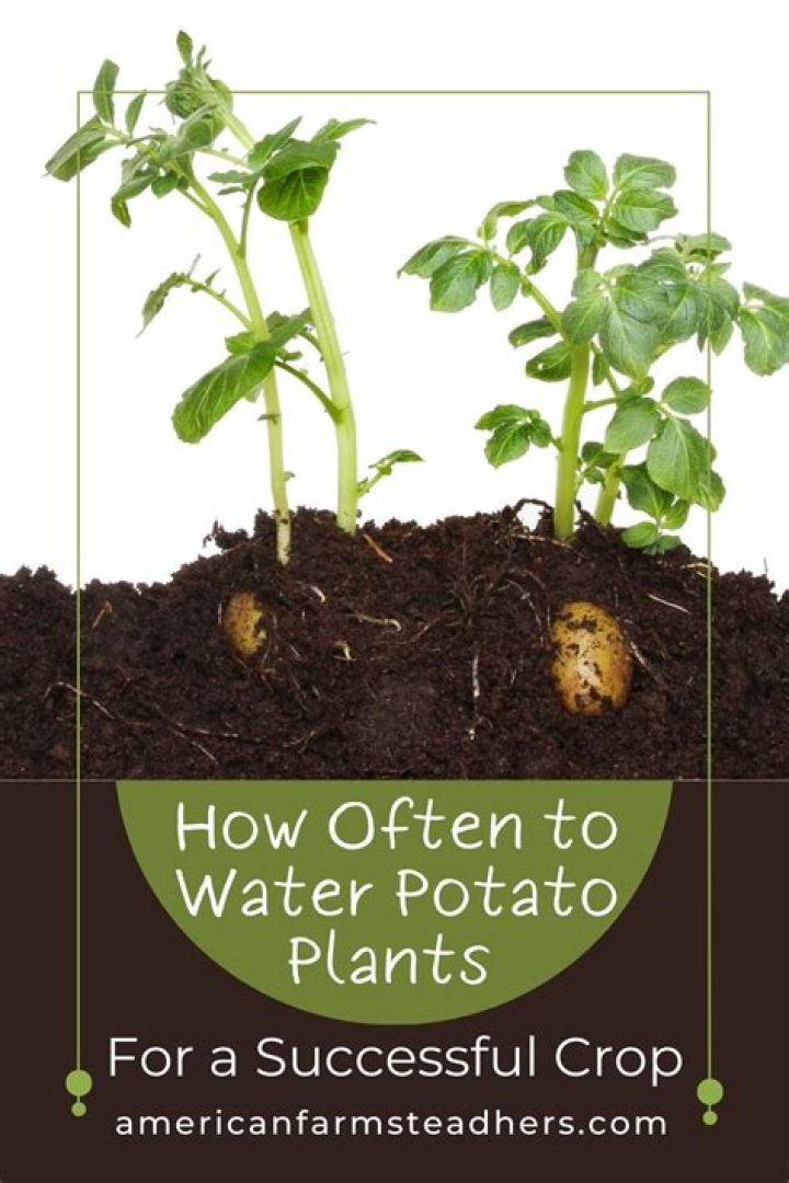 Do you water potatoes daily?