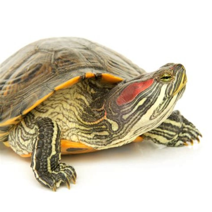 Does Petco Sell Turtles - How To Discuss