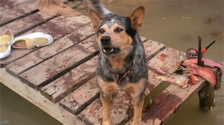 Does the dog die in daylight