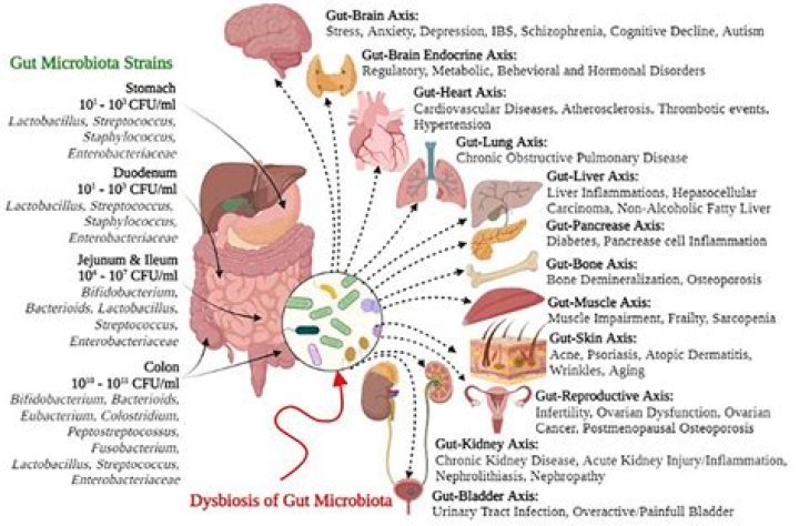 Gut rot - How To Discuss