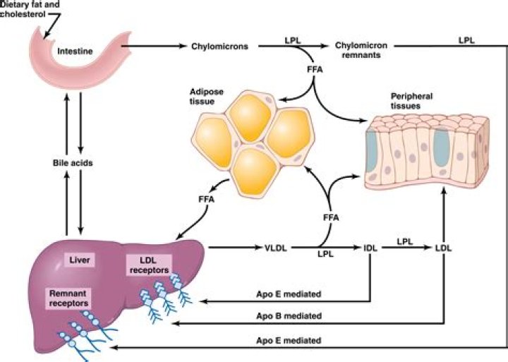 How are dietary lipids transported
