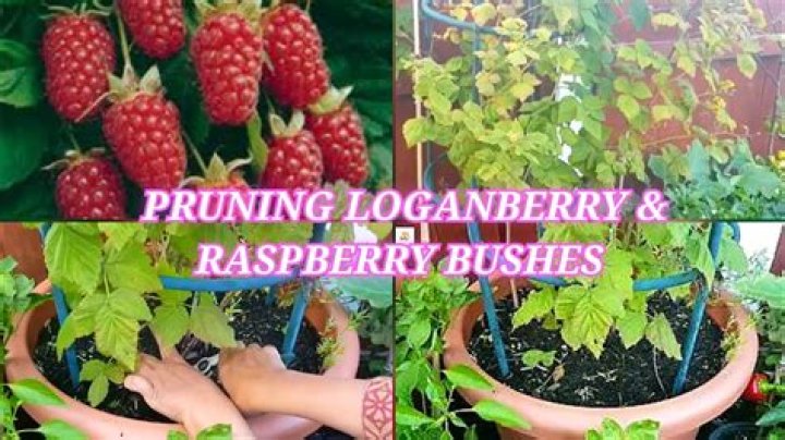 How big do loganberry bushes grow