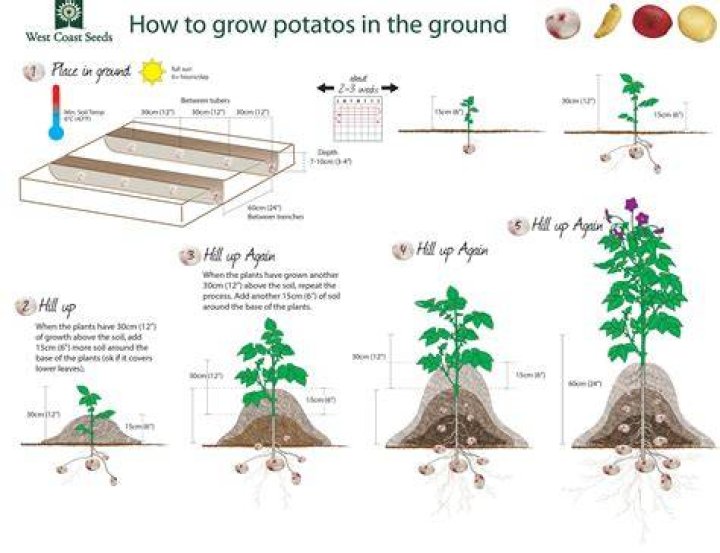 How big do potato sprouts grow?