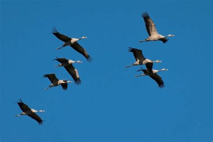 How do birds know where to go when they migrate