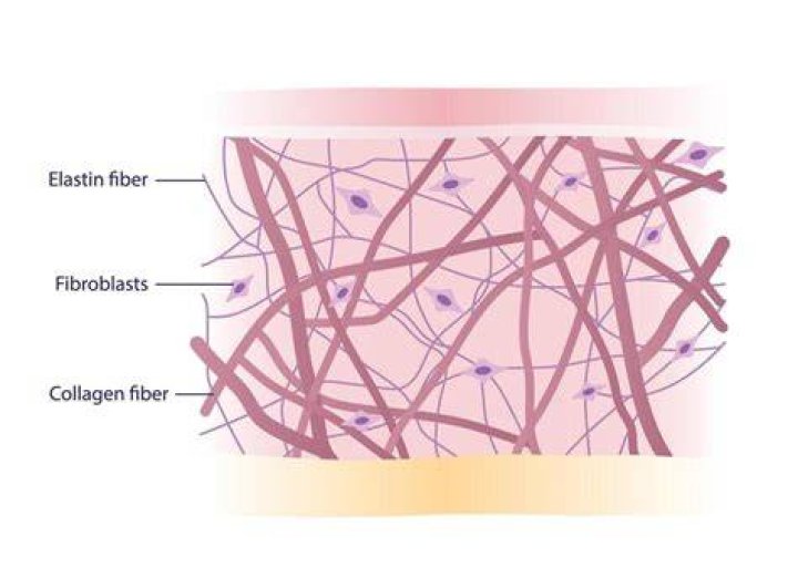 How do I replenish elastin on my skin