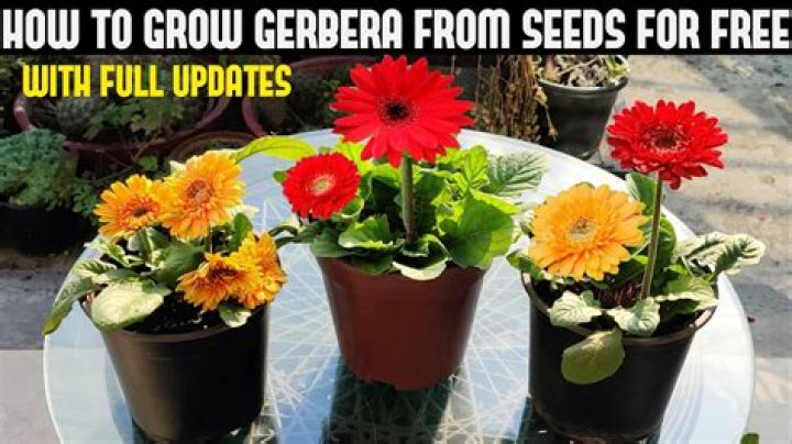 How do you grow gerbera seeds