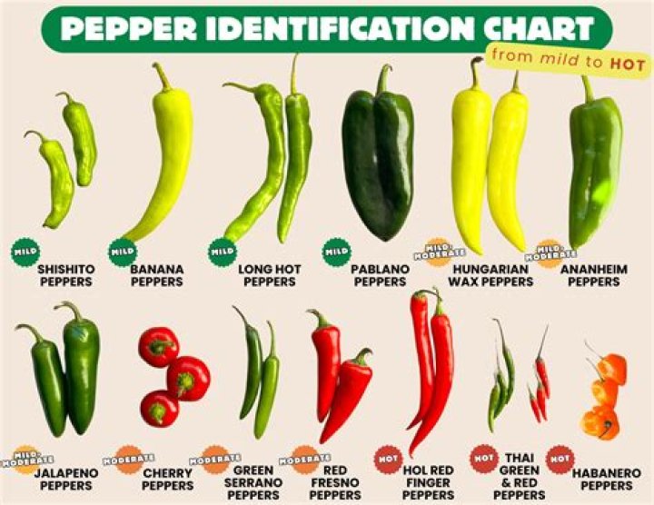 How do you grow Thai chili