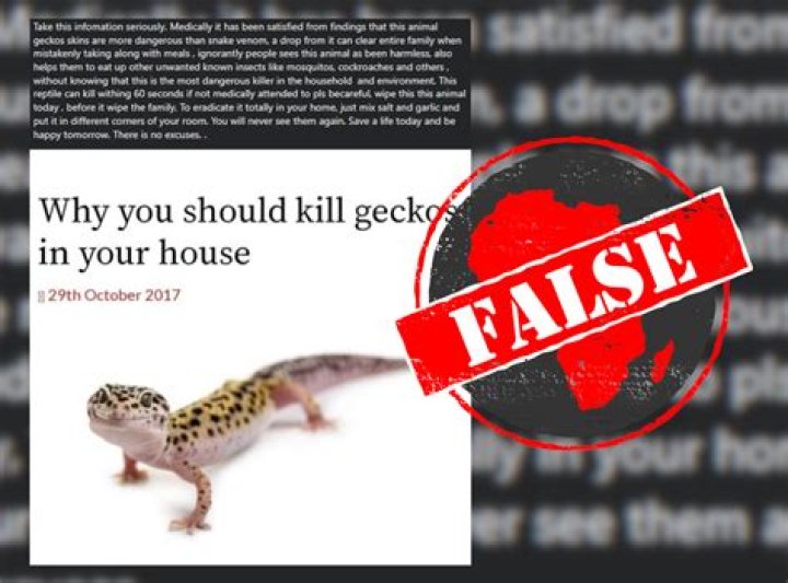 How do you keep geckos away from your house