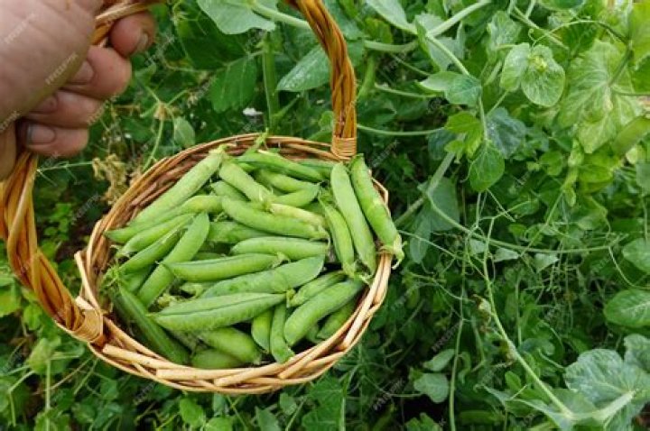 How do you pick peas off the vine