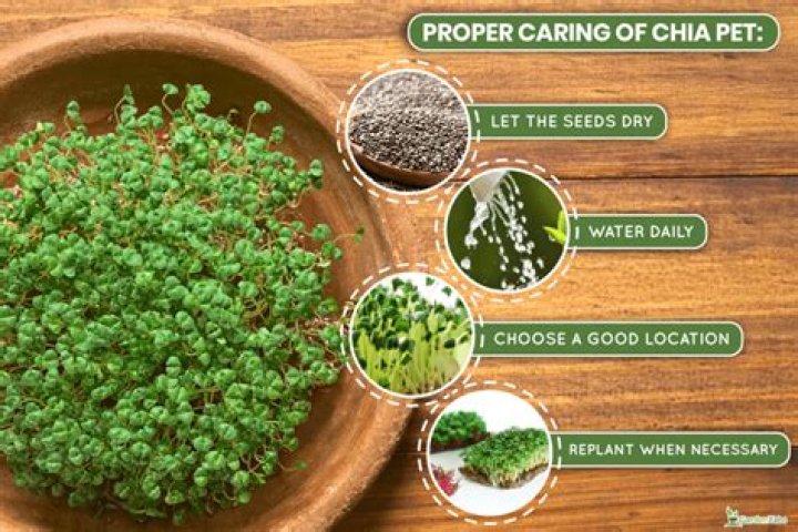 How do you water a Chia Pet