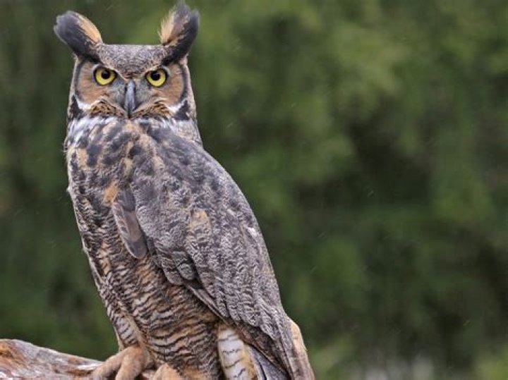How does a great horned owl hunt