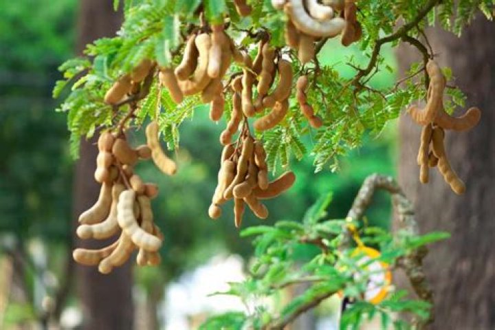 How long does a tamarind tree take to grow
