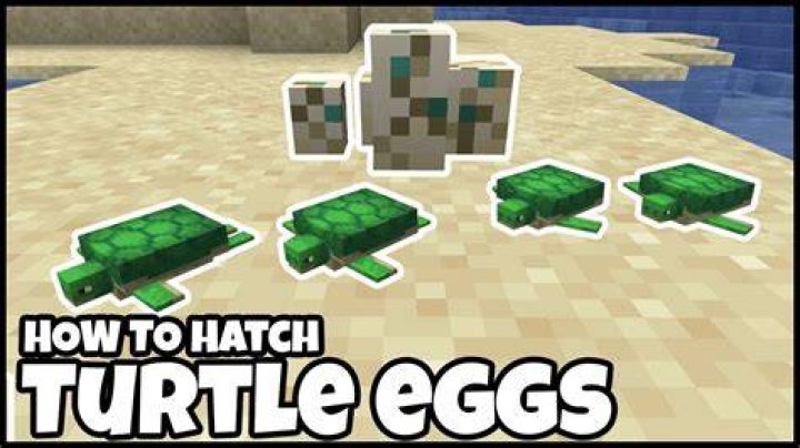 How long does it take for a turtle to lay eggs in Minecraft