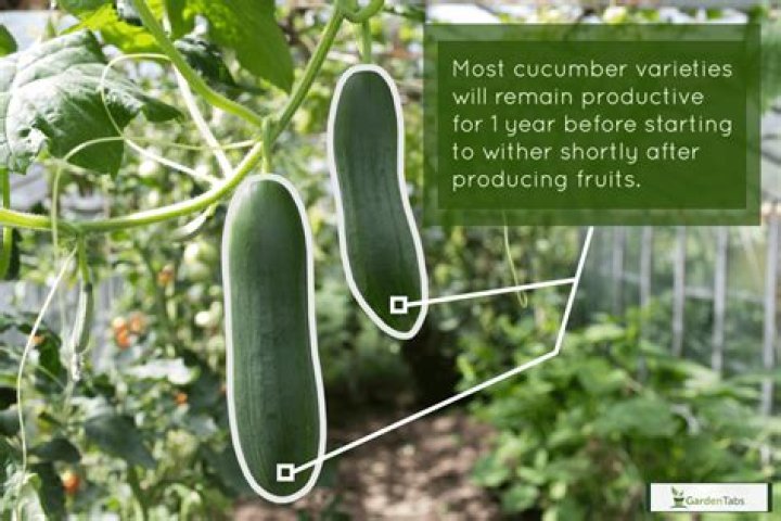 How long will cucumber relish last?