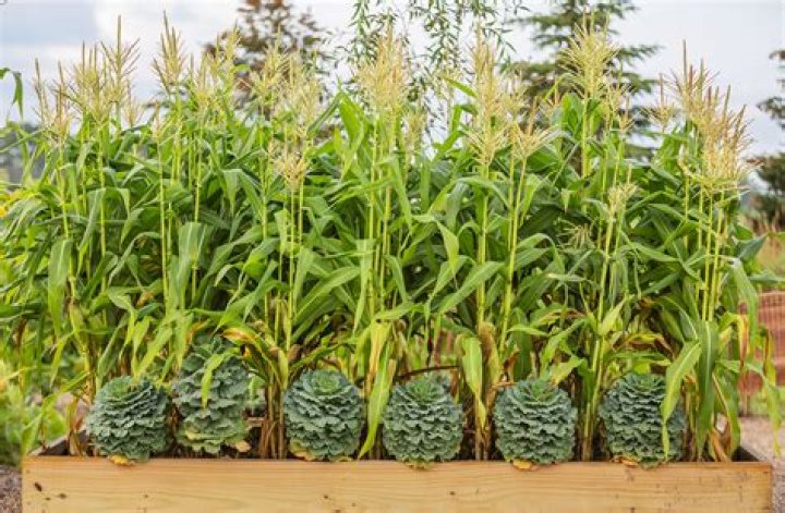 How many potatoes grow from one planted?