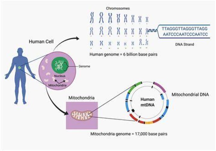 How many proteins does the human genome code for