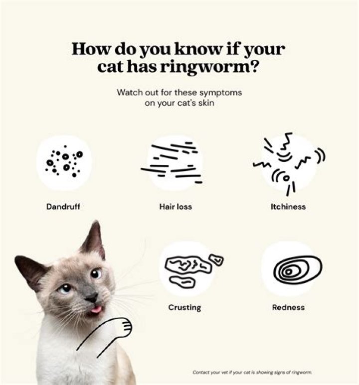 How much is ringworm medicine for cats