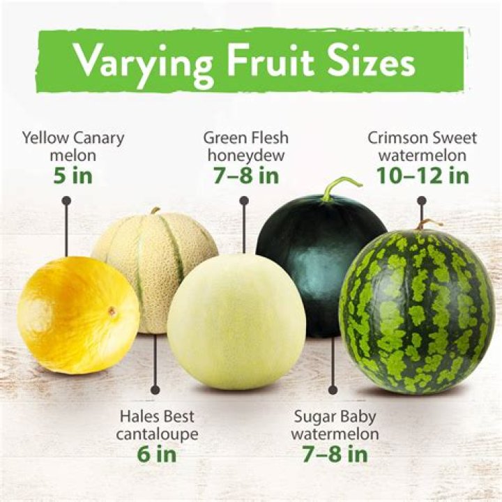 How often do you water a honeydew melon?
