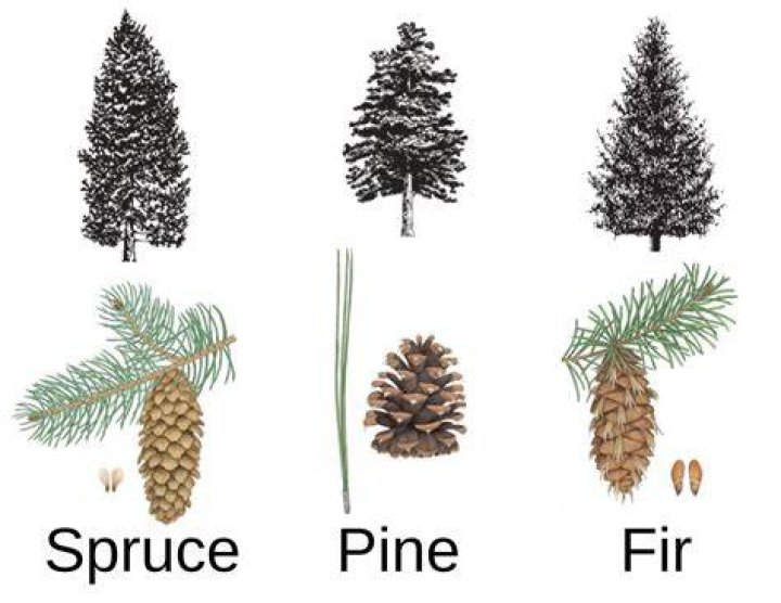 Is a fir tree a spruce