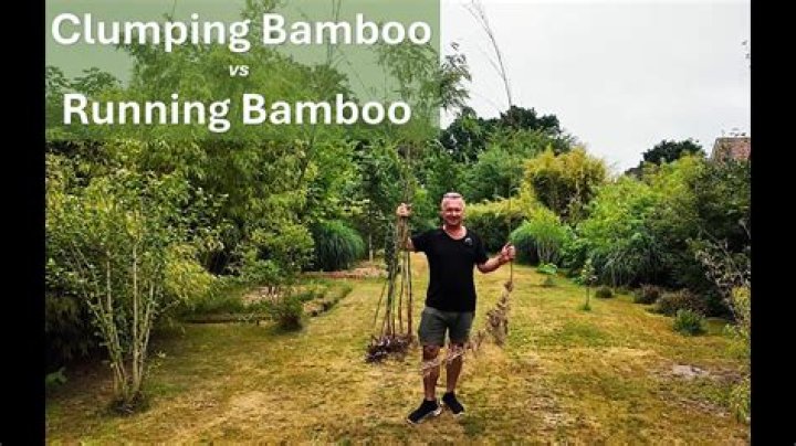 Is Lucky bamboo clumping or running