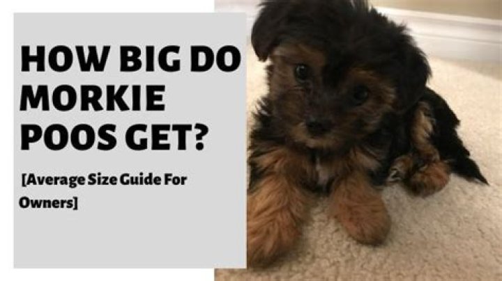 Morkie Size Morkie Size