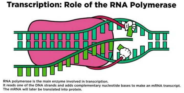 Rna polymerase - How To Discuss