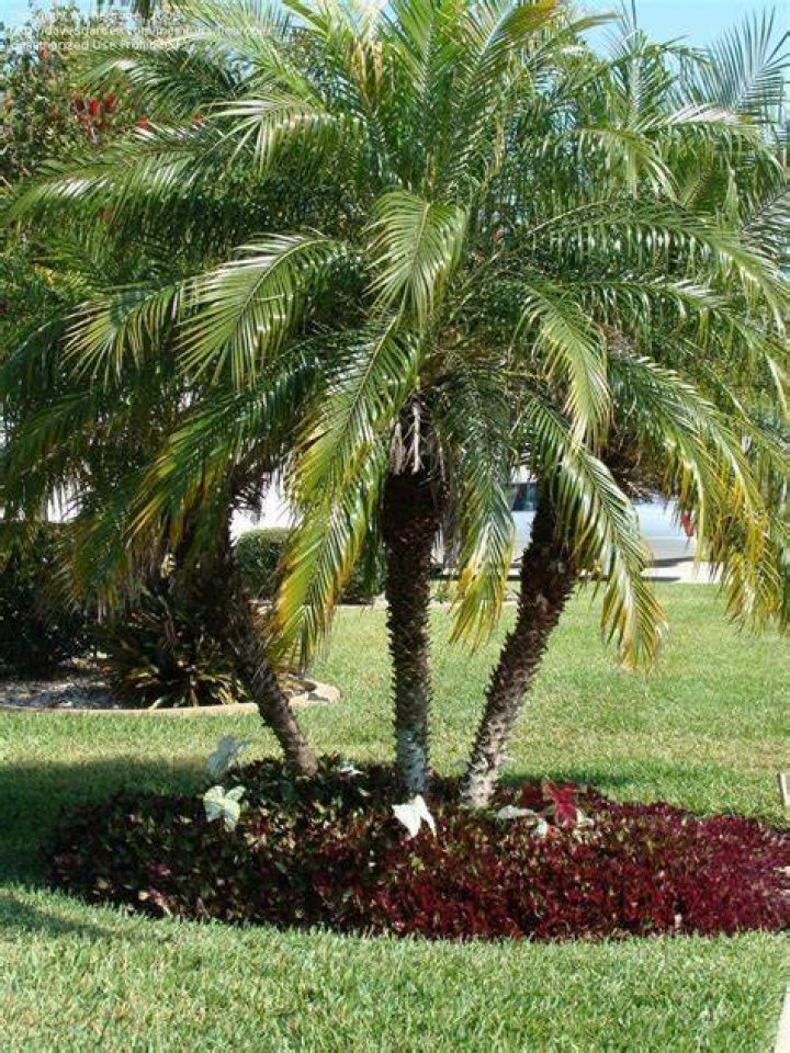 robellini palm