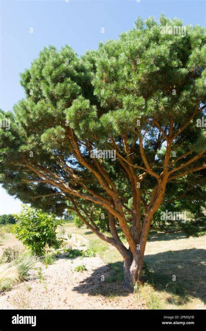 scotch pine tree