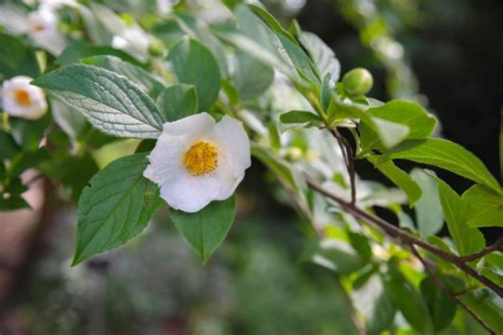 Stewartia - How To Discuss