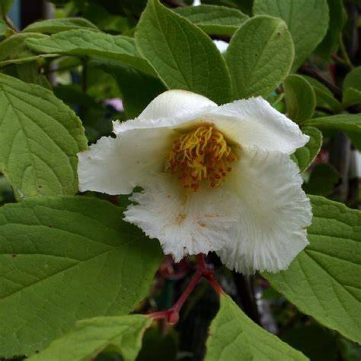 stewartia