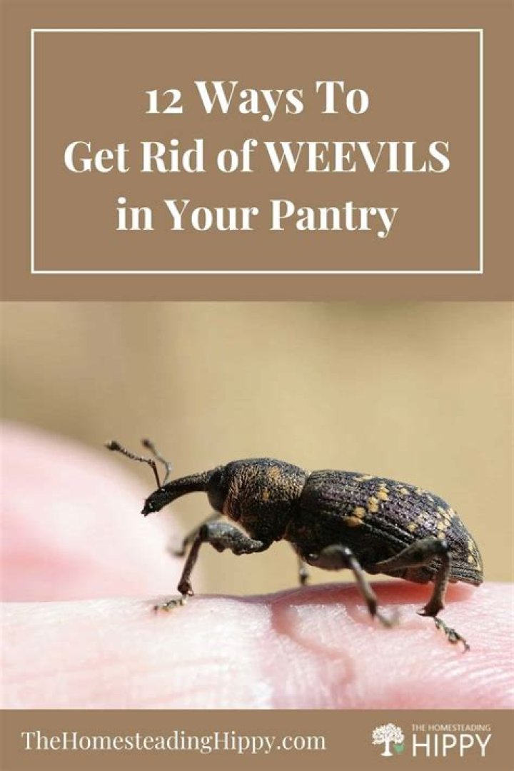 Weevils In Bathroom - How To Discuss