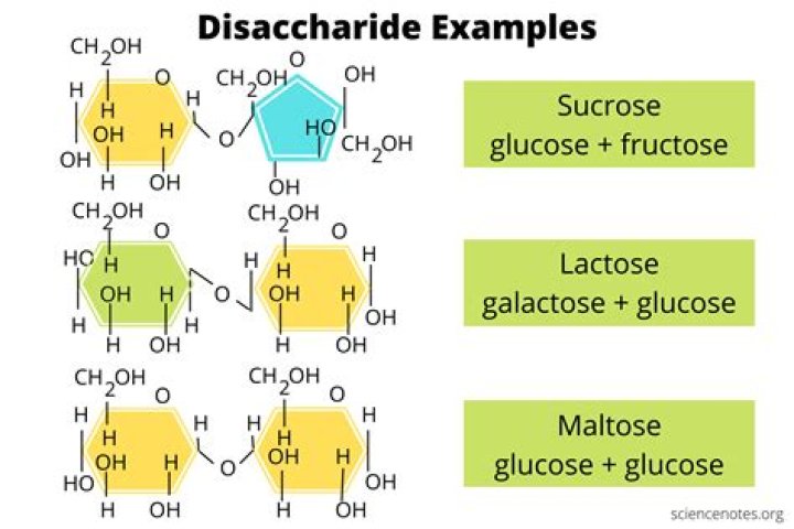What are the three main disaccharides