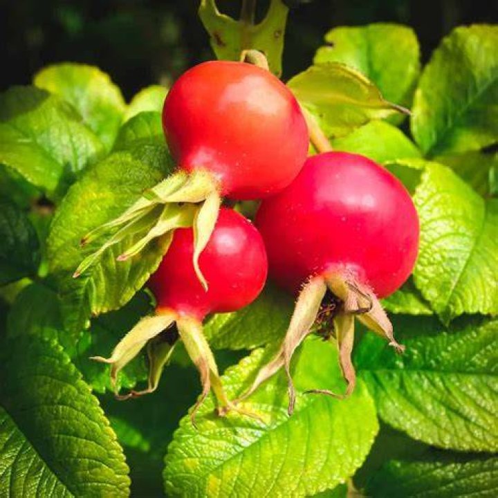What can rosehips be used for?