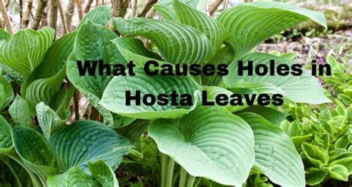 What causes holes in hostas