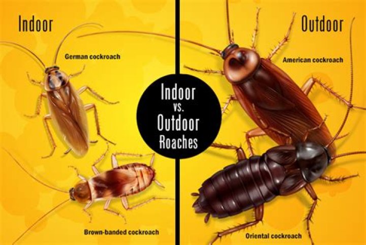 What causes roaches - How To Discuss