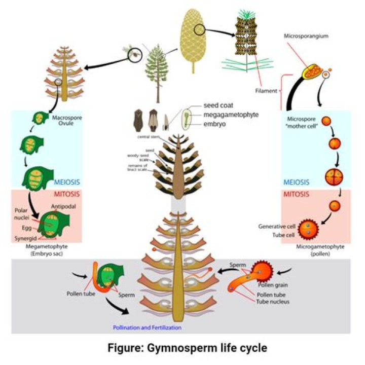 What contains multiple Gymnosperm ovules