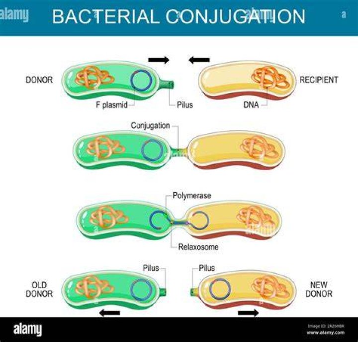 What controls are done during bacterial transformation